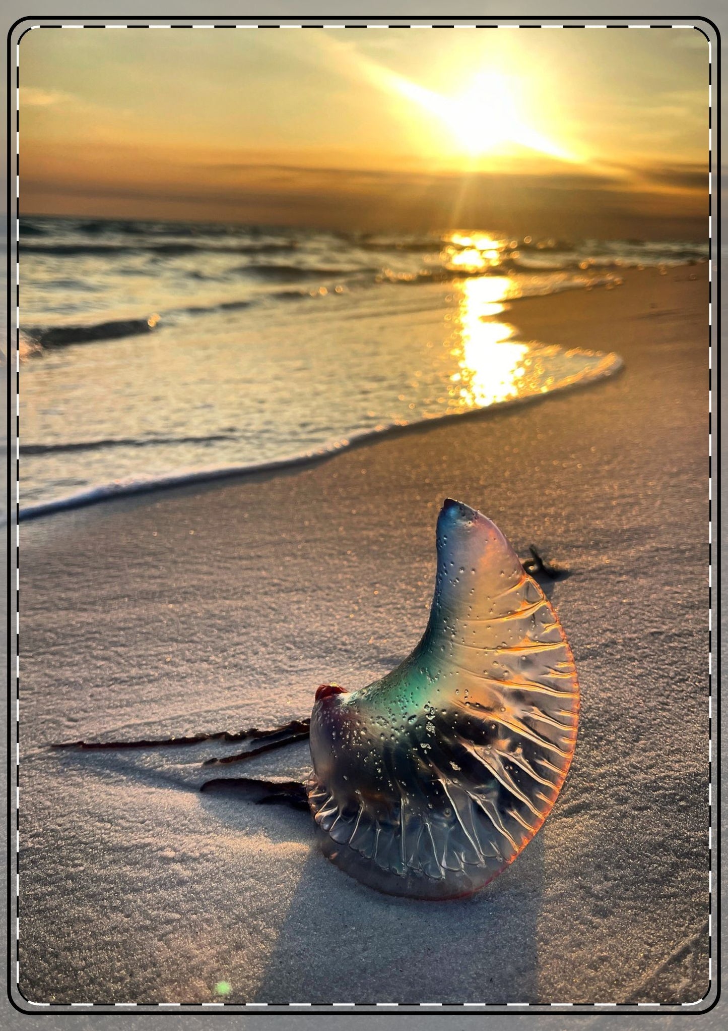 The Day The Moon Washed Ashore Flat Greeting Cards (envelopes included)