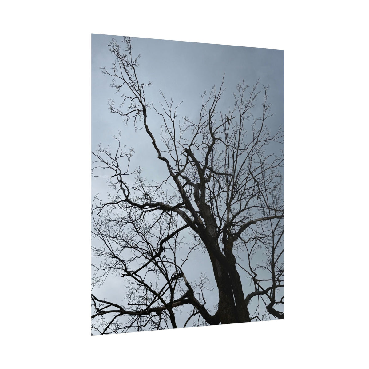 Hoody's Tree Rolled Posters