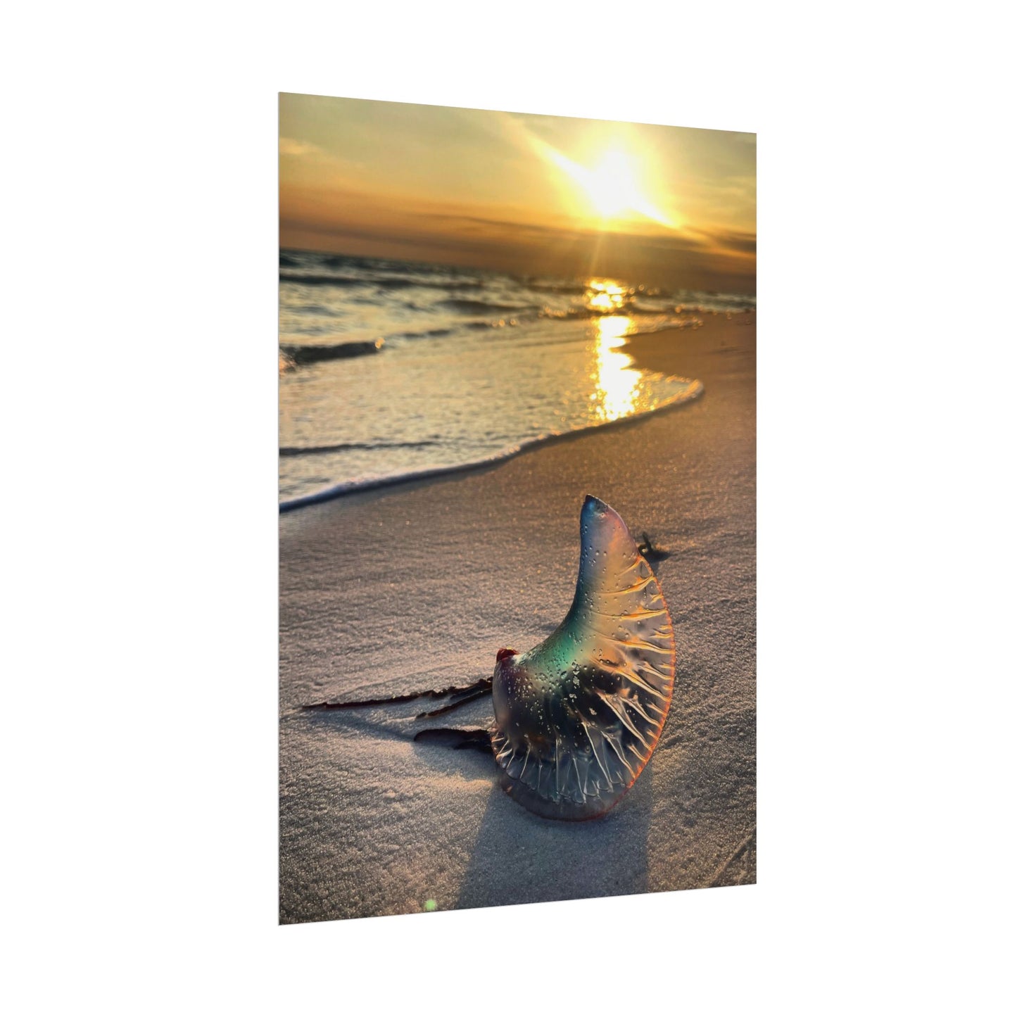 The Day The Moon Washed Ashore Rolled Poster