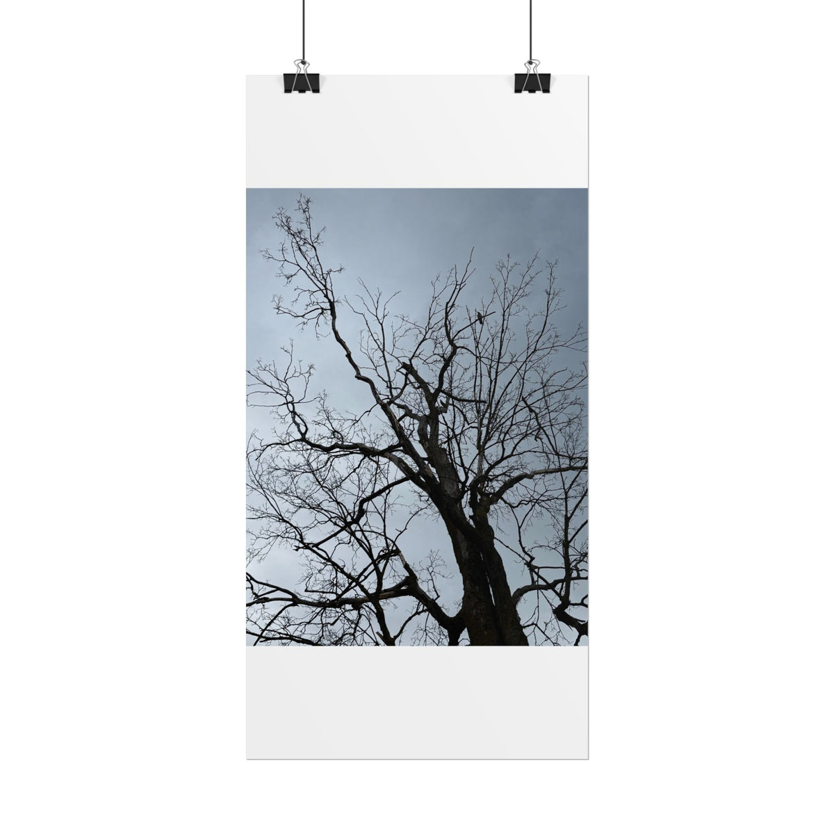 Hoody's Tree Rolled Posters