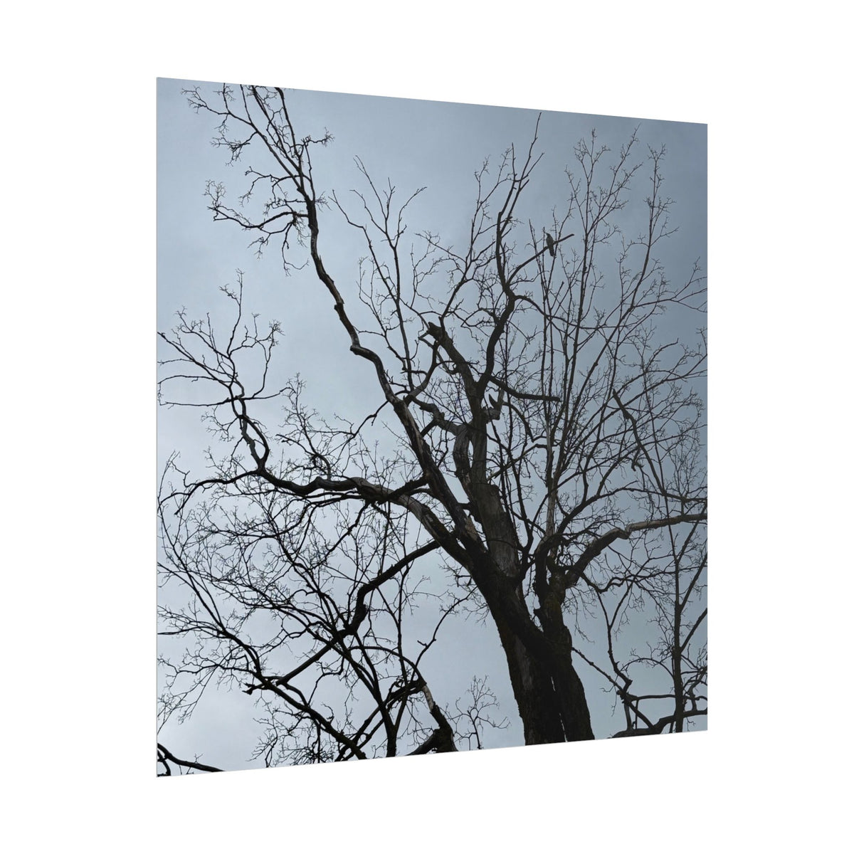 Hoody's Tree Rolled Posters