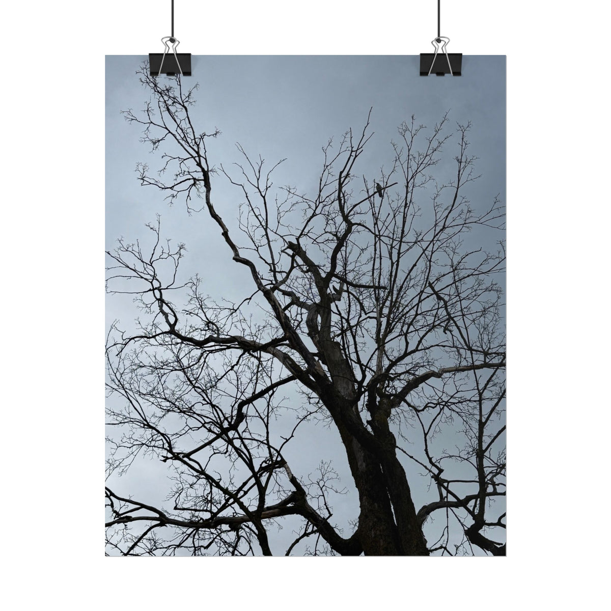 Hoody's Tree Rolled Posters