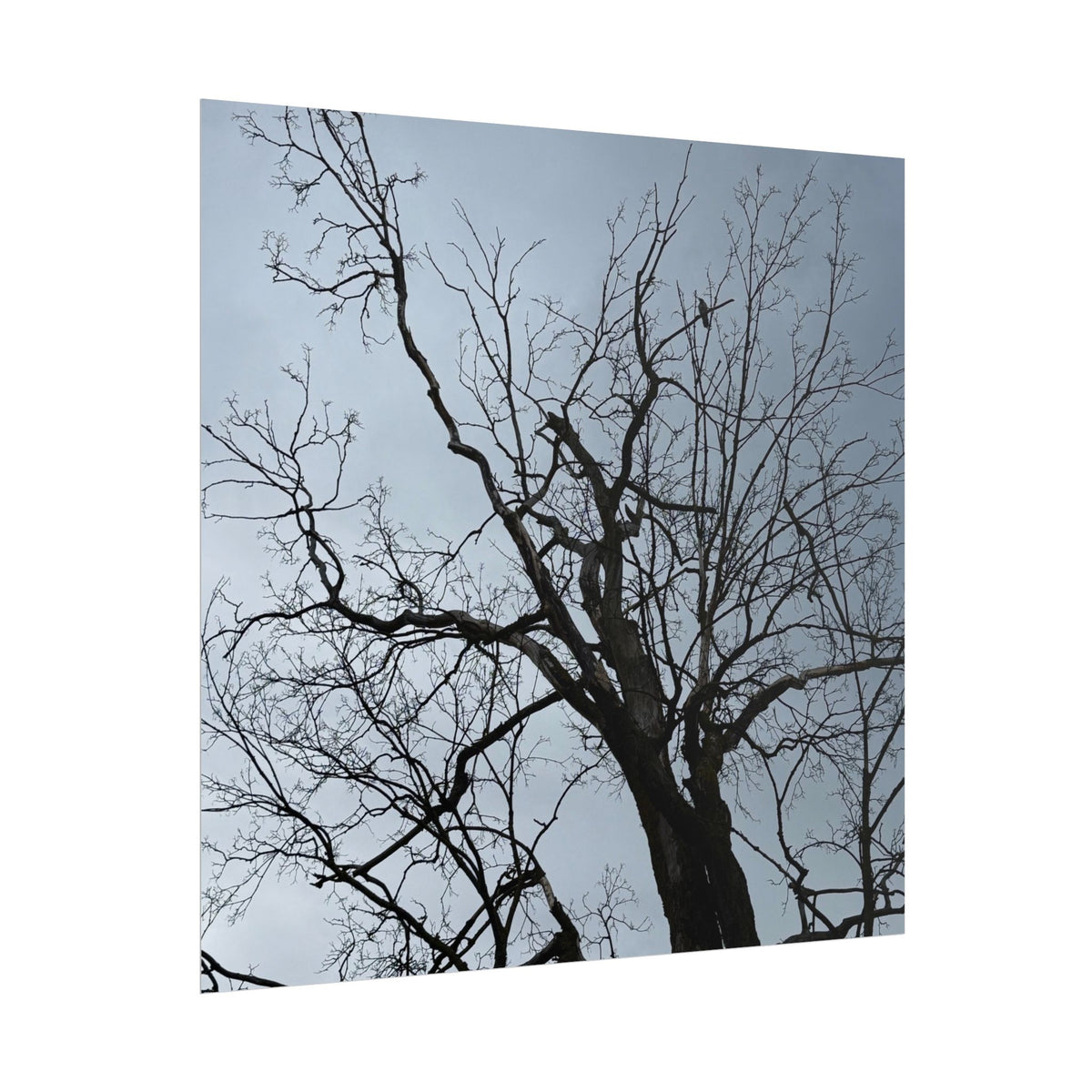 Hoody's Tree Rolled Posters