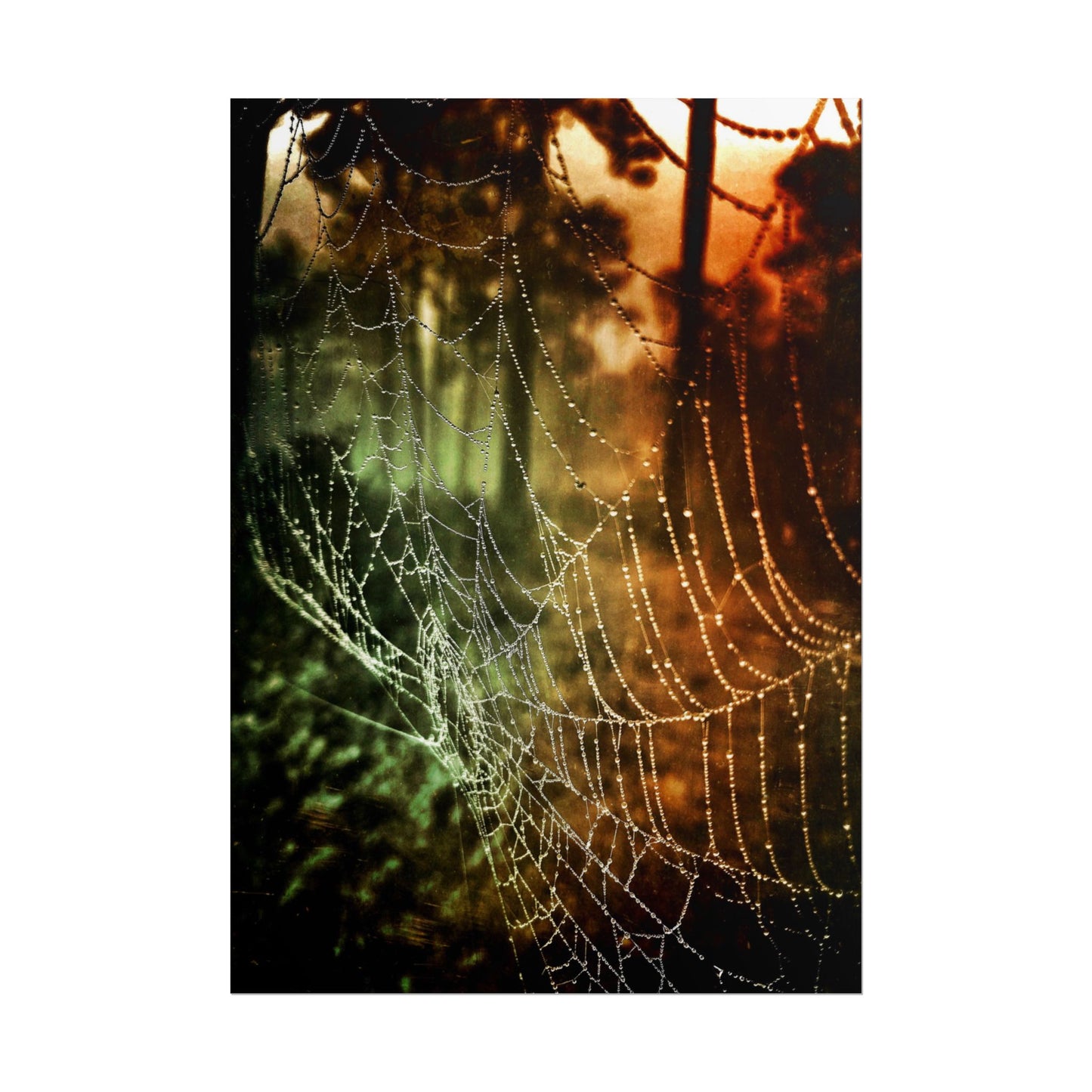 Tears of Dawn (V.2) Rolled Poster