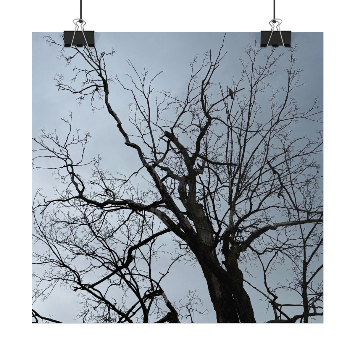 Hoody's Tree Rolled Posters