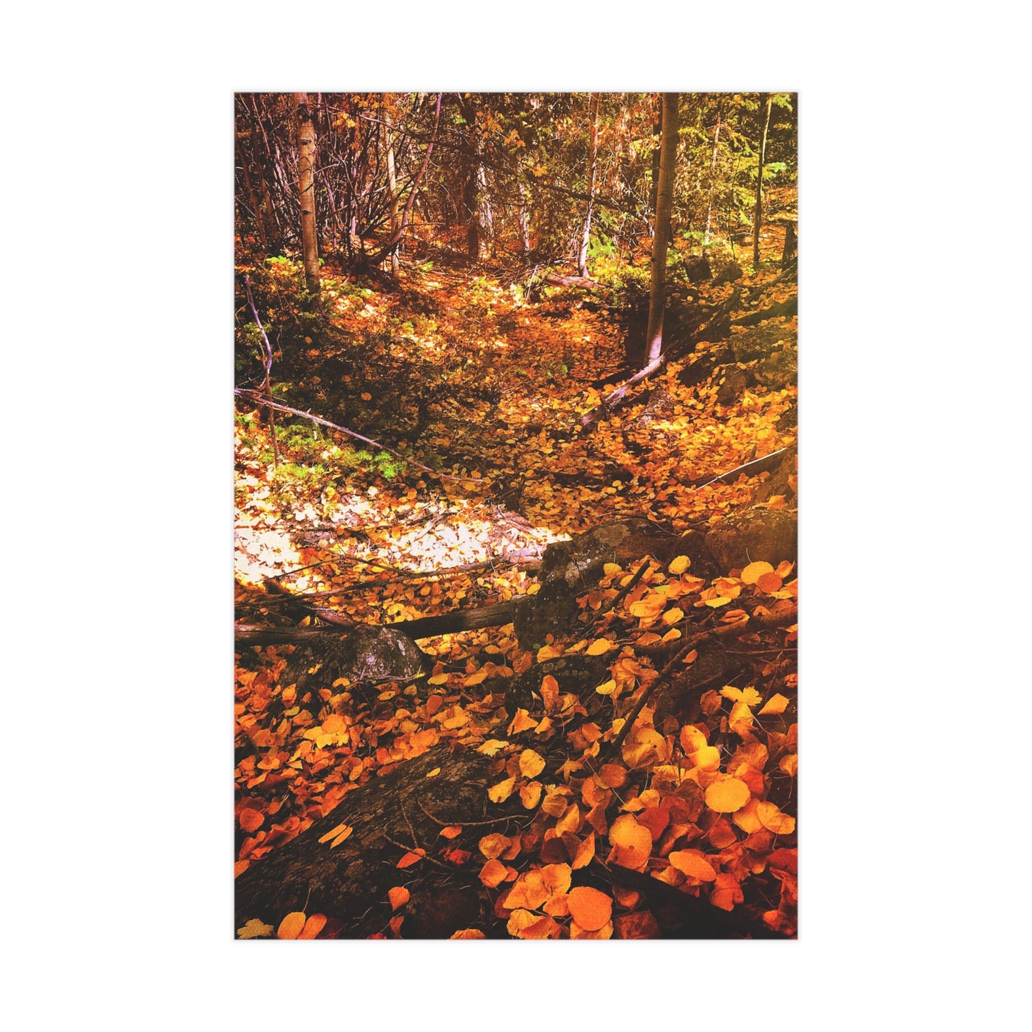 Autumn Gold Paper Print