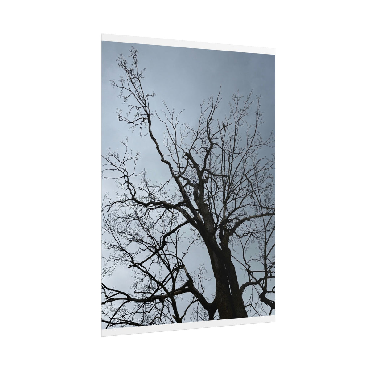 Hoody's Tree Rolled Posters